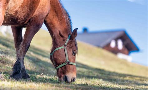 horse lorn|Equine Facility Loans 